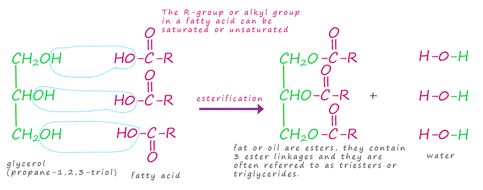 Model equations showing how a triglceride molecule is formed from fatty acids and gylcerol.
